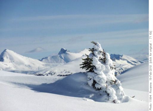 Snow caked tree
