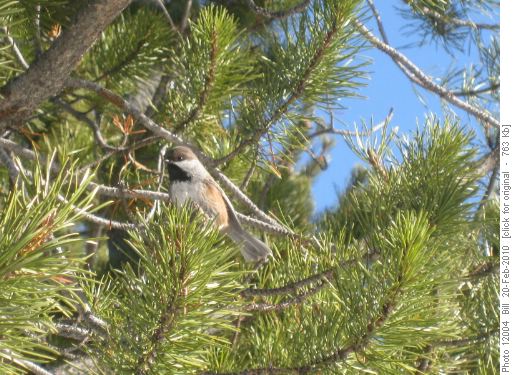 Boreal chickadee
