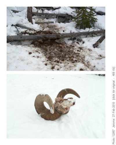 Wolf Kill at Vista Lake