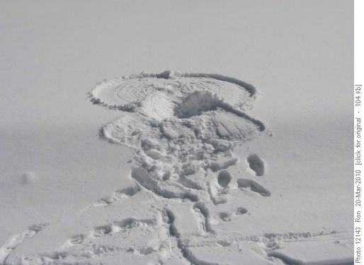 Moose imprint? Eagle wingprint? angel?
