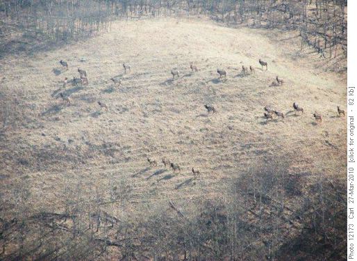 Herd of 28 (count 'em) elk