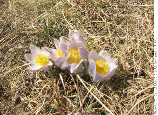 First crocus of the year