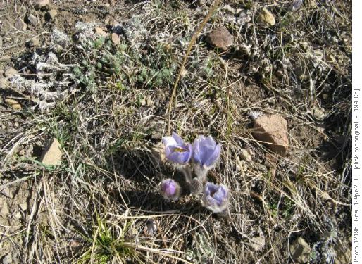 first crocus