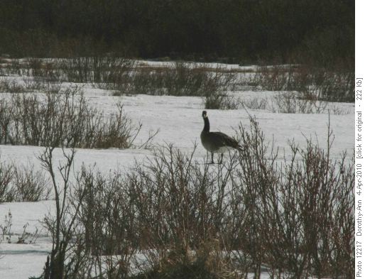 The only wildlife sighting