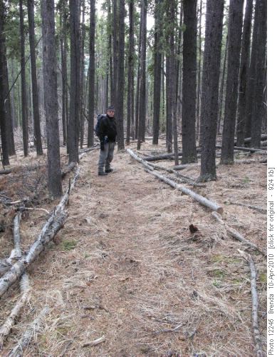 Trail marked with deadfall