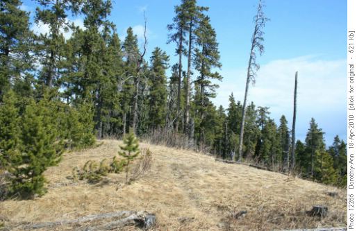 Is there a trail here?