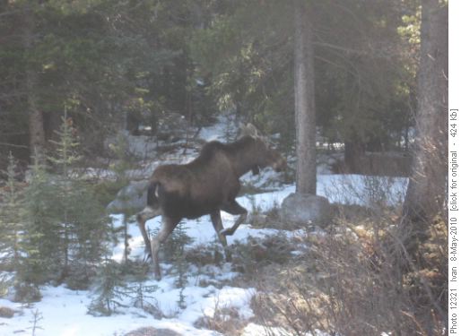 Moose on loose