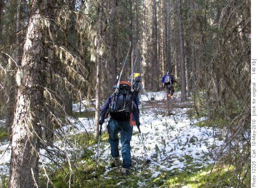 Bushwhacking up from the Mistaya River