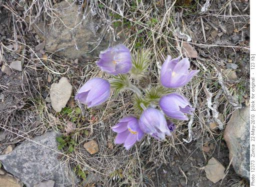 Crocuses
