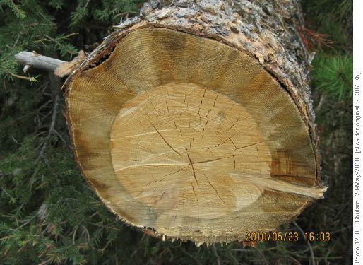 Fresh cut log
