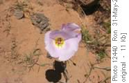 sego lily- Utah state flower
