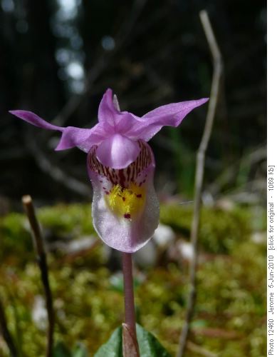 We saw tons of Calypso Orchids
