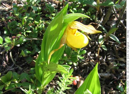 Yellow ladyslipper