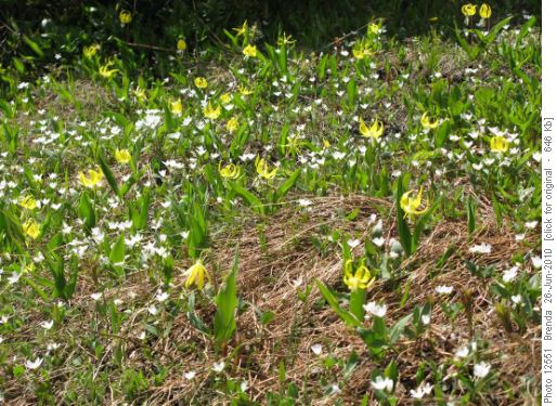 Glacier Lilies and Alpine Spring Beauty