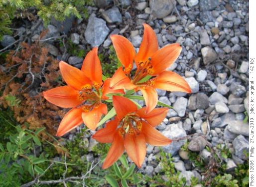 Flower of the day--triple Wood Lily