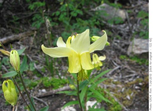 Yellow Columbine