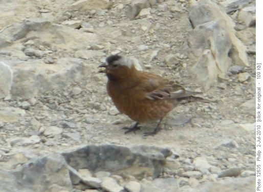 Grey-crowned rosy finch--with corn chip?