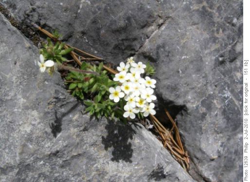 Today's flower-Alpine Rock Jasmine