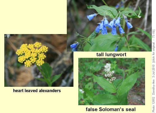 Flowers along the trails