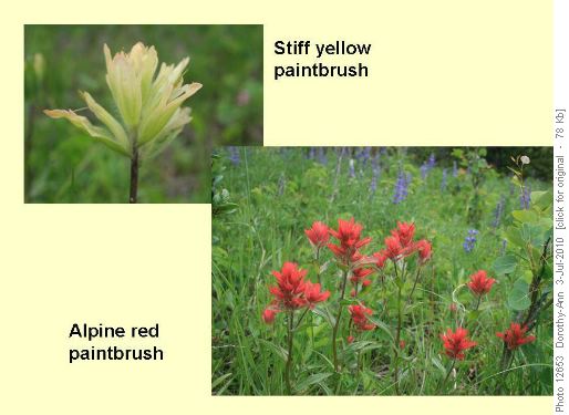 Two of the many different paintbrush flowers