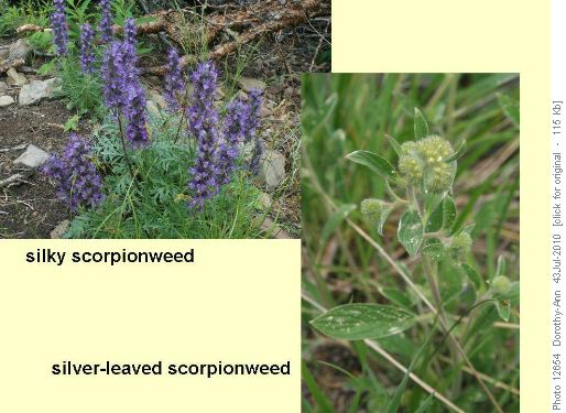 Two different scorpionweeds