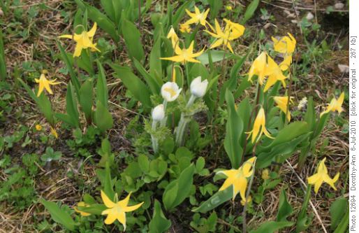 Western anemone - in the circle