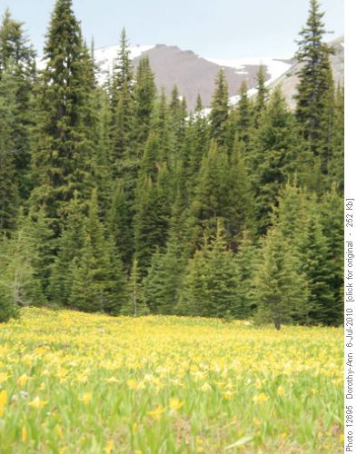 Golden meadow