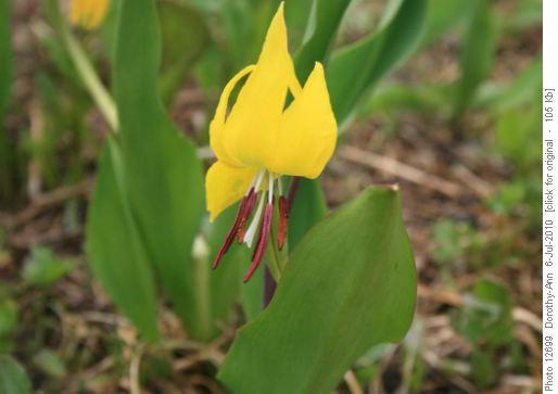 glacier lily in prime