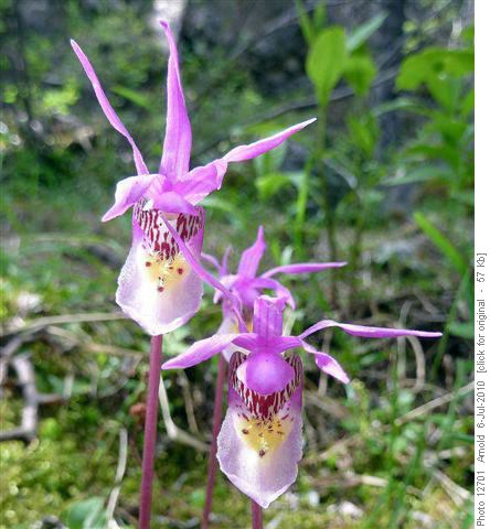 Calypso Orchid