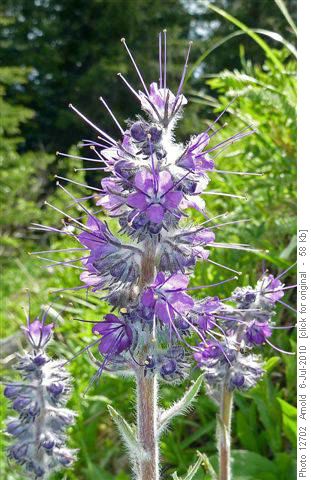 Scorpionweed