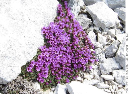 Purple Saxifrage
