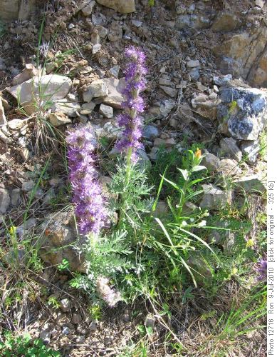 scorpionweed