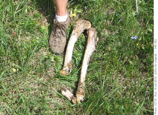 herbivore bones on Pigeon Mtn
