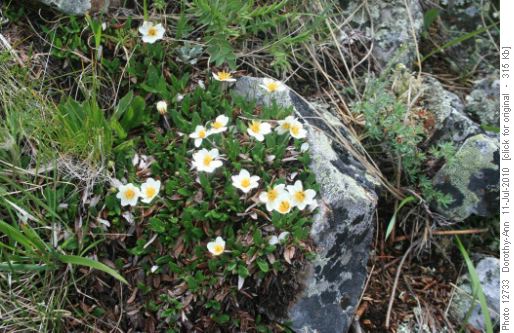 mountain avens - in full bloom all over the meadows