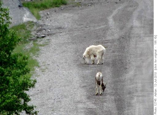 A goat and a sheep at Goat Crk parking