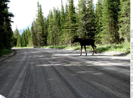 Moose on Smith-Dorrien road