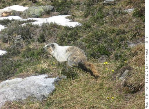 Marmot