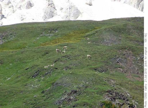 Sheep in Piper Meadows