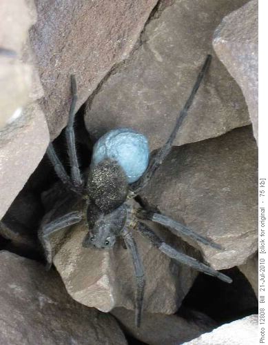 Interesting spider