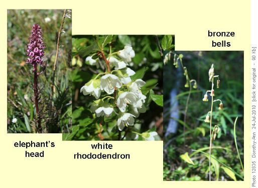 Flowers in the forested area