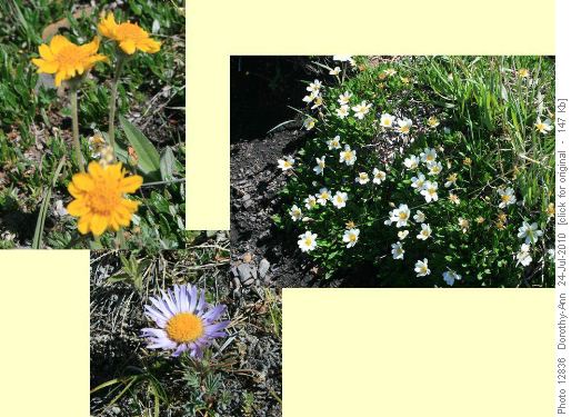 Flowers on the meadows