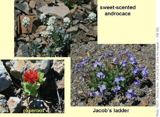 Flowers on the mountain's rocky slopes