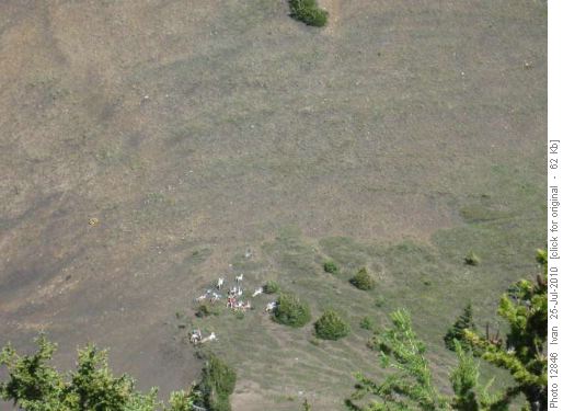 Goats? Sheep? Lazing Ramblers?