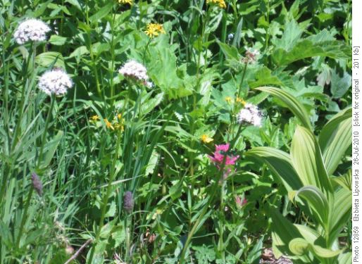 Flowers in the meadow above Rawson Lake