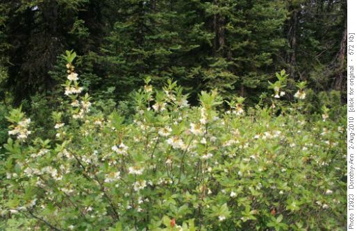 Wild rhododendron in full bloom
