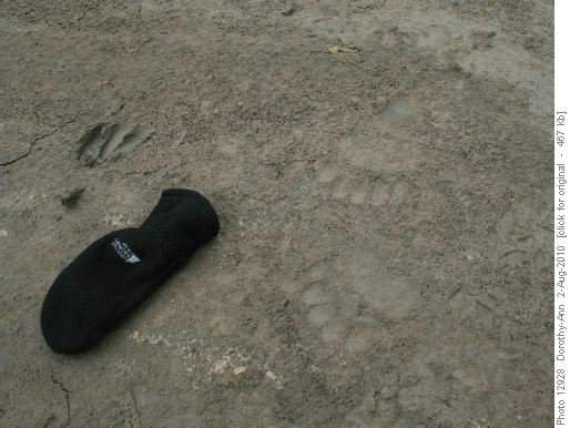 Bear prints, possibly black bear