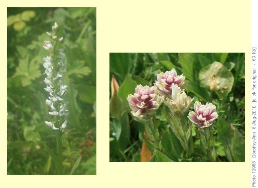 Two of the many many flowers in the Meadows