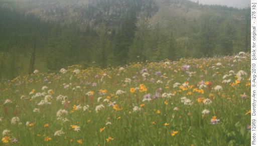 Healy Meadows full of flowers