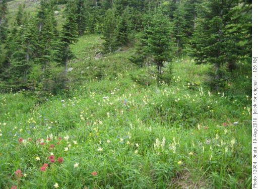 Cox Hill Meadows