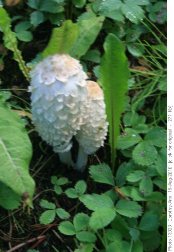 Is this called a shaggy main? Amazing mushroom.